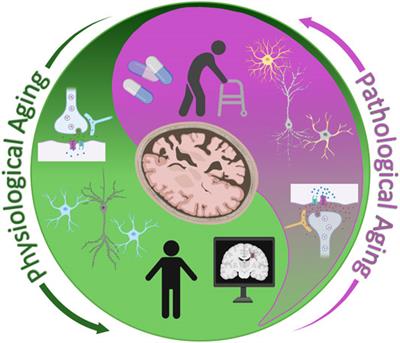 Friend or Foe? Defining the Role of Glutamate in Aging and Alzheimer’s Disease